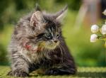 Gaya - Maine Coon Cat For Sale - Miami&comma; FL&comma; US