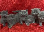 Blue Mafia is BACK - British Shorthair Cat For Sale - Fort Wayne&comma; IN&comma; US