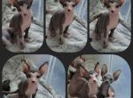 Black and White Male 2 - Sphynx Cat For Sale - CO&comma; US