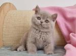 Giulia - British Shorthair Cat For Sale - Hollywood&comma; FL&comma; US