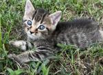 Bramble - American Shorthair Cat For Sale - Columbus&comma; GA&comma; US