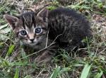 Iris - American Shorthair Cat For Sale - Columbus&comma; GA&comma; US