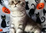 Mr Butters fold - Scottish Fold Cat For Sale - Iva&comma; SC&comma; US