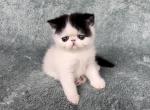 Panda - Exotic Cat For Sale - Syracuse&comma; NY&comma; US