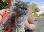 Blue Cream Girl - Persian Cat For Sale - Clay&comma; PA&comma; US