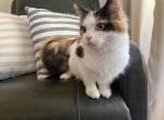 Amelia - Minuet Cat For Sale - Capon Bridge&comma; WV&comma; US