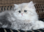 Lina - Persian Cat For Sale - Fort Worth&comma; TX&comma; US