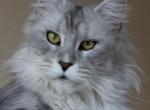 Holiday - Maine Coon Cat For Sale - Bridgewater&comma; NJ&comma; US