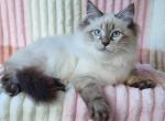 Naykay - Siberian Cat For Sale - Brighton&comma; CO&comma; US