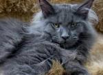 Nicol - Maine Coon Cat For Sale - Brighton&comma; CO&comma; US