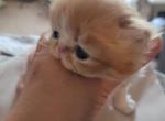 Persian orange kitten male - Persian Cat For Sale - MA&comma; US