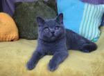 Lakki - British Shorthair Cat For Sale - Hollywood&comma; FL&comma; US