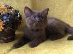 Kurara - British Shorthair Cat For Sale - Hollywood&comma; FL&comma; US