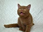 Optimus - British Shorthair Cat For Sale - Hollywood&comma; FL&comma; US