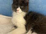 Purebred Maine Coon Axel - Maine Coon Cat For Sale - Wisconsin Rapids&comma; WI&comma; US