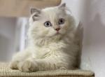 Nancy - Scottish Straight Cat For Sale - Miami&comma; FL&comma; US