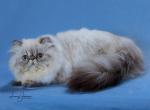 Latte - Himalayan Cat For Sale/Retired Breeding - Satellite Beach&comma; FL&comma; US