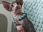 Petr - Sphynx Cat For Sale - Pembroke Pines&comma; FL&comma; US