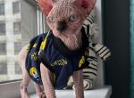 Maximus - Sphynx Cat For Sale - Pembroke Pines&comma; FL&comma; US