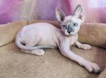 Wendy - Sphynx Cat For Sale - Pembroke Pines&comma; FL&comma; US