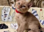 Fanny - Burmese Cat For Sale - Pembroke Pines&comma; FL&comma; US