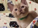 Fisher2 - Burmese Cat For Sale - Pembroke Pines&comma; FL&comma; US