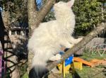 Genesis 1 - Maine Coon Cat For Sale - Manchester&comma; NH&comma; US