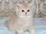 Bee - British Shorthair Cat For Sale - Chicago&comma; IL&comma; US