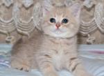 Bruno - British Shorthair Cat For Sale - Chicago&comma; IL&comma; US