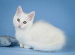 Munchkins - Munchkin Cat For Sale - Brighton&comma; CO&comma; US