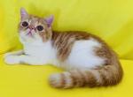 Pen - Exotic Cat For Sale - Philadelphia&comma; PA&comma; US