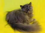 Ace - Persian Cat For Sale - Philadelphia&comma; PA&comma; US