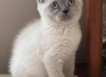Manchu - Scottish Fold Cat For Sale - Huntington&comma; NY&comma; US