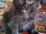 Arthur - Maine Coon Cat For Sale - Van Horne&comma; IA&comma; US
