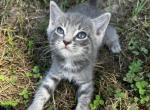 Chirithy - American Shorthair Cat For Sale - Columbus&comma; GA&comma; US
