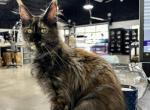 Bonfire - Maine Coon Cat For Sale - Boerne&comma; TX&comma; US