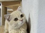 Ariel - Scottish Straight Cat For Sale - Miami&comma; FL&comma; US