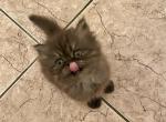 Rare Colored Tabby and Smoke Persian Kittens - Persian Cat For Adoption - Las Vegas&comma; NV&comma; US