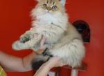 Puff - Scottish Straight Cat For Sale - Levittown&comma; PA&comma; US