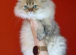 Onyx - Scottish Fold Cat For Sale - Levittown&comma; PA&comma; US