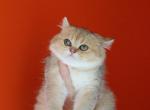 Pixie - Scottish Straight Cat For Sale - Levittown&comma; PA&comma; US