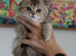 Salvio - Scottish Fold Cat For Sale - Levittown&comma; PA&comma; US