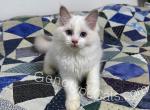 Egg - Ragdoll Cat For Sale - Tuscaloosa&comma; AL&comma; US