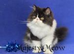 Tom - Persian Cat For Sale - Yucca Valley&comma; CA&comma; US