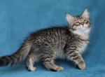 BAYKAL IZ TVERSKOGO KNYAZHESTVA - Siberian Cat For Sale - NY&comma; US