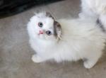 I N D I E - Scottish Fold Cat For Sale - Fontana&comma; CA&comma; US