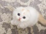 J J - Scottish Fold Cat For Sale - Fontana&comma; CA&comma; US