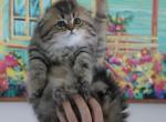 Sergio - Scottish Fold Cat For Sale - Levittown&comma; PA&comma; US