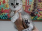 Snoopy - Scottish Fold Cat For Sale - Levittown&comma; PA&comma; US