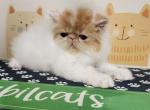 Sybilcats - Persian Cat For Sale - Saylorsburg&comma; PA&comma; US